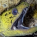 moray_fimbriated_bhr_tam_h_0443_bal6307.jpg